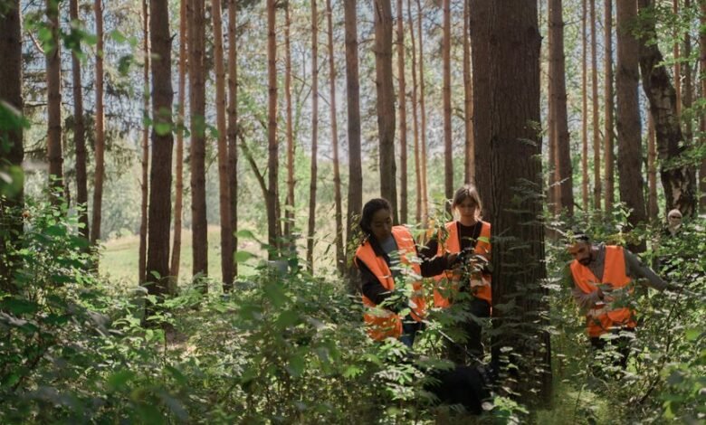 organic authority search visibility